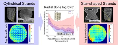 3D printing with star-shaped strands - A new approach to enhance in vivo bone regeneration.jpg