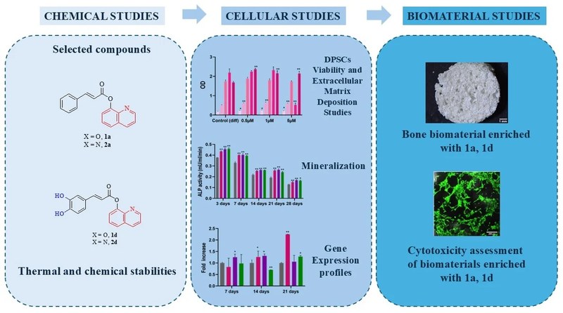 CAPE Derivatives as Potent Agents for Induction of Osteogenic Differentiation in DPSCs and Biomaterial Development.png