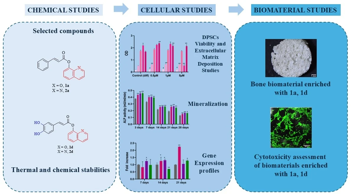 CAPE Derivatives as Potent Agents for Induction of Osteogenic Differentiation in DPSCs and Biomaterial Development.png