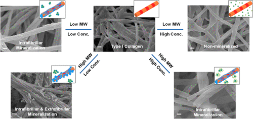 Effects of Molecular Weight and Concentration of Poly(Acrylic Acid) on Biomimetic Mineralization of Collagen