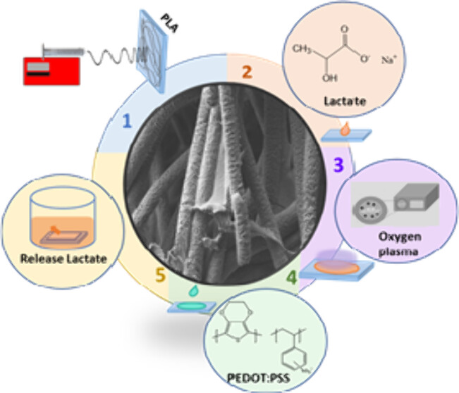 Engineering Poly(lactic Acid)-Based Scaffolds for Abundant, Sustained, and Prolonged Lactate Release.jpeg