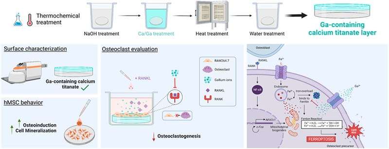 Gallium-doped thermochemically treated titanium reduces osteoclastogenesis and improves osteodifferentiation.jpg