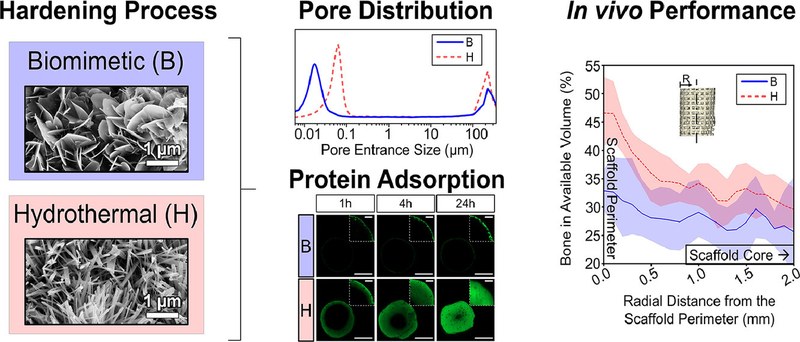 Hydrothermal processing of 3D-printed calcium phosphate scaffolds enhances bone formation in vivo.jpg