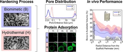 Hydrothermal processing of 3D-printed calcium phosphate scaffolds enhances bone formation in vivo.jpg