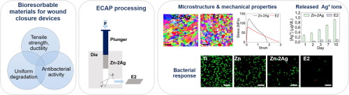 Influence of ECAP process on mechanical, corrosion and bacterial properties of Zn-2Ag alloy for wound closure devices.jpg