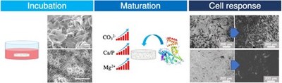 Maturation of biomimetic hydroxyapatite in physiological fluids a physicochemical and proteomic study.jpg