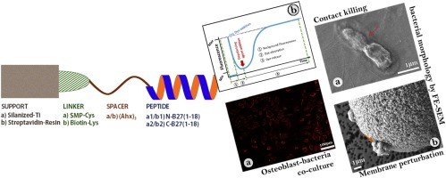 Membrane perturbation, altered morphology and killing of Staphylococcus epidermidis upon contact with a cytocompatible peptide-based antibacterial surface.jpg