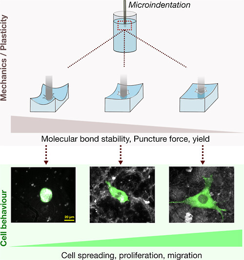 Plasticity of 3D Hydrogels Predicts Cell Biological Behavior.jpeg