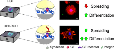 rgd-mutation-of-the-heparin-binding-ii-fragment-of-fibronectin-for-guiding-mesenchymal-stem-cell-behavior-on-titanium-surfaces.gif