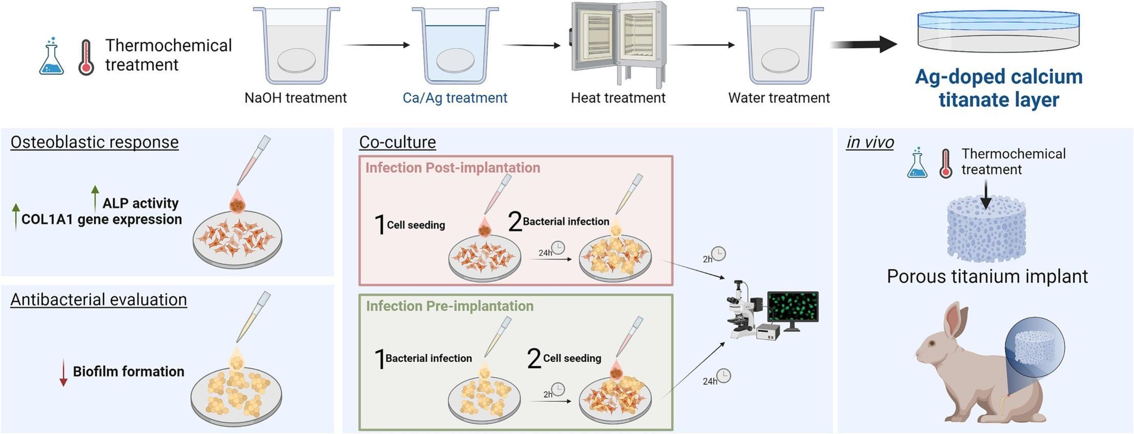 Surface competition between osteoblasts and bacteria on silver-doped bioactive titanium implant.jpg