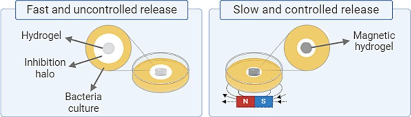 Tailoring drug release from skin-like chitosan-agarose biopolymer hydrogels containing Fe3O4 nanoparticles using magnetic fields.jpg