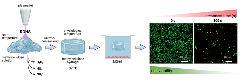 Thermosensitive hydrogels to deliver reactive species generated by cold atmospheric plasma - a case study with methylcellulose.png