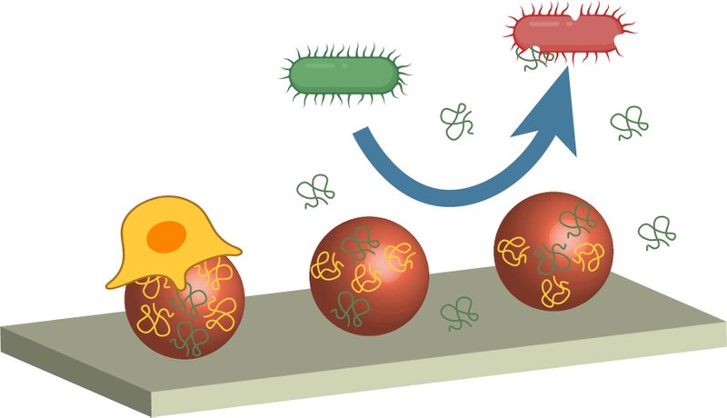 Investigadors del BBT aconsegueixen finançament per al desenvolupament de biomaterials innovadors i intel·ligents amb propietats regeneratives i antimicrobianes