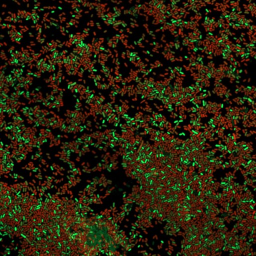 C7- E coli sobre titanio.jpg