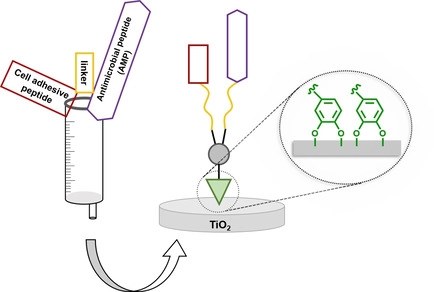 Chemically Diverse Multifunctional Peptide Platforms with Antimicrobial and Cell Adhesive Properties.jpg