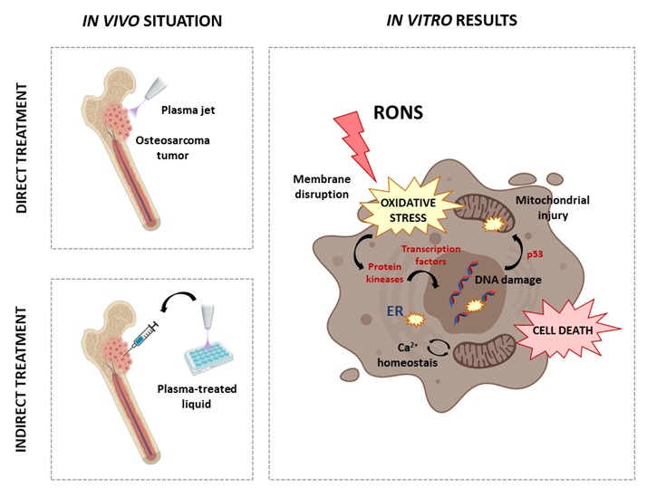 Cold Atmospheric Plasma A New Strategy Based Primarily on Oxidative Stress for Osteosarcoma Therapy.jpg