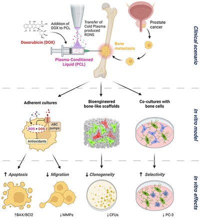 Cold atmospheric plasma enhances doxorubicin selectivity in metastasic bone cancer.jpg