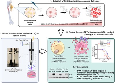 Cold plasma-treated medium preferentially eliminates doxorubicin-resistant osteosarcoma cells.jpg