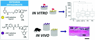 Control of stem cell response and bone growth on biomaterials by fully non-peptidic integrin selective ligands.jpg