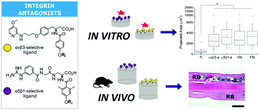 Control of stem cell response and bone growth on biomaterials by fully non-peptidic integrin selective ligands.jpg