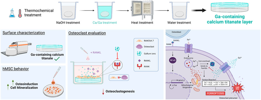 Gallium-doped thermochemically treated titanium reduces osteoclastogenesis and improves osteodifferentiation.jpg