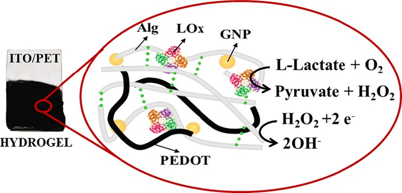 Hybrid conducting alginate-based hydrogel for hydrogen peroxide detection from enzymatic oxidation of lactate.jpg