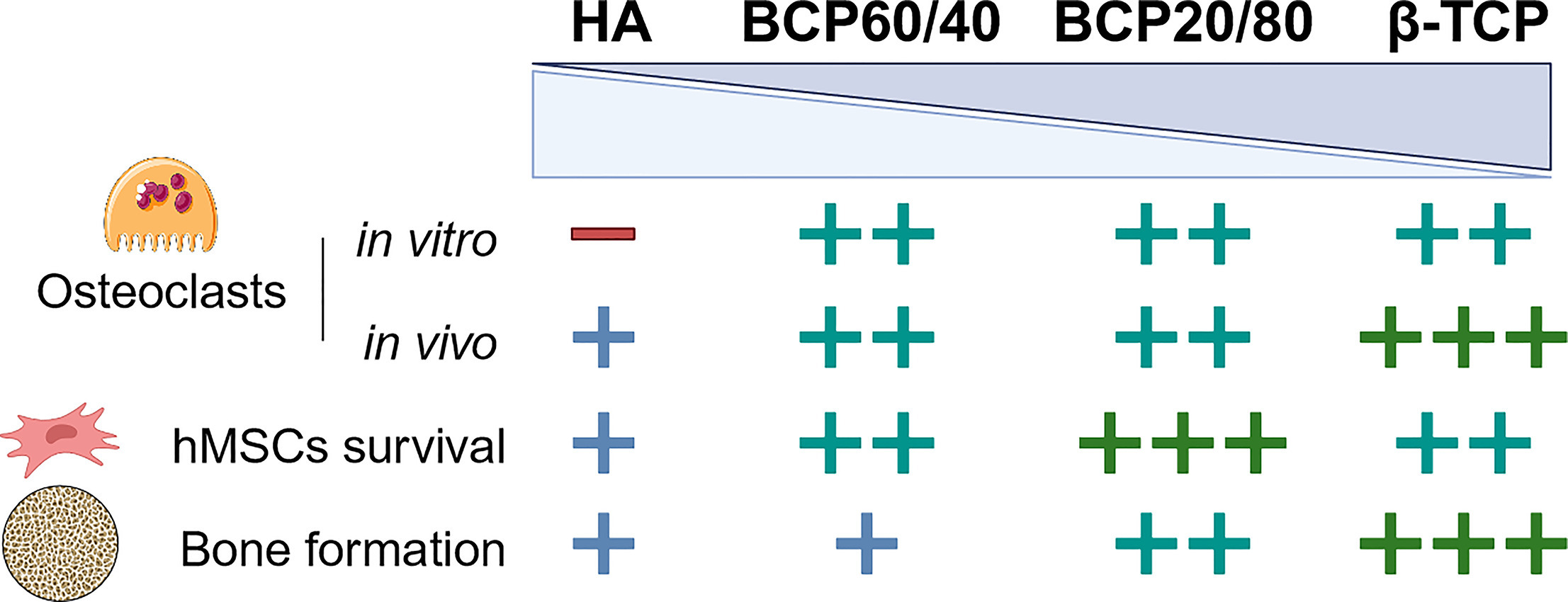 Phase composition of calcium phosphate materials affects bone formation by modulating osteoclastogenesis.jpg