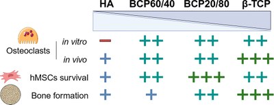 Phase composition of calcium phosphate materials affects bone formation by modulating osteoclastogenesis.jpg