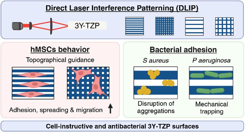Tailoring Cell Behavior and Antibacterial Properties on Zirconia Biomaterials through Femtosecond Laser-Induced Micropatterns and Nanotopography.jpeg