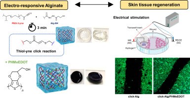 Thiol-yne crosslinked alginate click-hydrogel for the electrical stimulation of skin wound healing.jpg