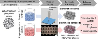 Toughening 3D printed biomimetic hydroxyapatite scaffolds