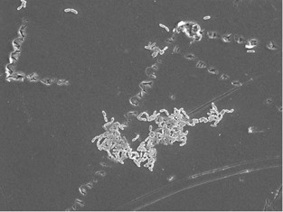 C6-Degradación de Ti por infección bacteriana.jpg