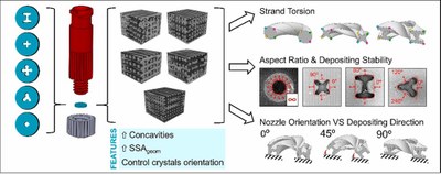 3D printing non-cylindrical strands_Morphological and structural implications.jpg