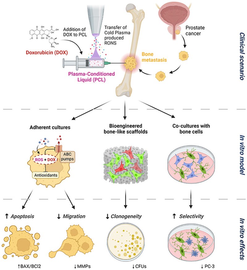 Cold atmospheric plasma enhances doxorubicin selectivity in metastasic bone cancer.jpg