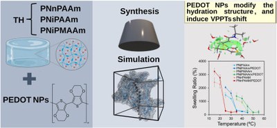Conductive nanocomposites as molecular modulators of hydration in thermoresponsive PNiPAAm-derivative hydrogels.jpg