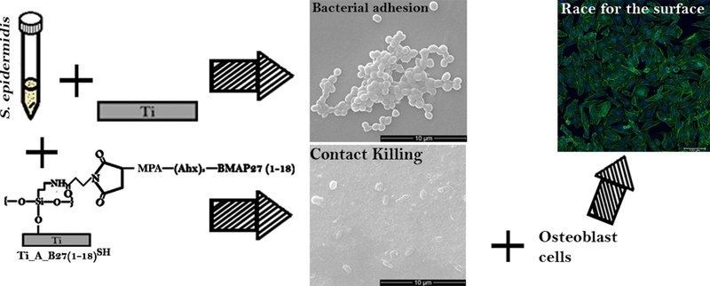 Covalent grafting of titanium with a cathelicidin peptide produces an osteoblast compatible surface with antistaphylococcal activity