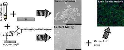 Covalent grafting of titanium with a cathelicidin peptide produces an osteoblast compatible surface with antistaphylococcal activity