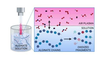 Does non-thermal plasma modify biopolymers in solution A chemical and mechanistic study for alginate..JPG