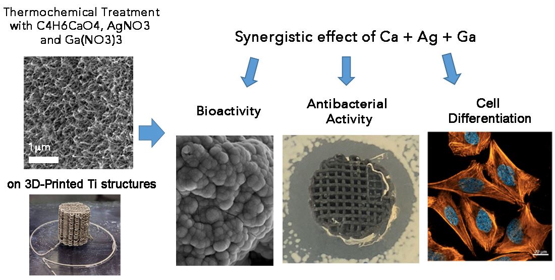 Dual-Action Effect of Gallium and Silver Providing Osseointegration and Antibacterial Properties to Calcium Titanate Coatings on Porous Titanium Implants.JPG