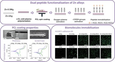 Dual peptide functionalization of Zn alloys to enhance endothelialization for cardiovascular applications.jpg