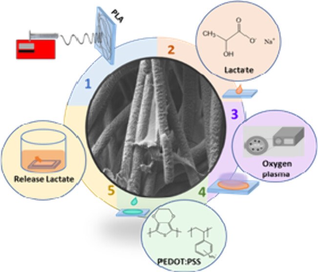 Engineering Poly(lactic Acid)-Based Scaffolds for Abundant, Sustained, and Prolonged Lactate Release.jpeg