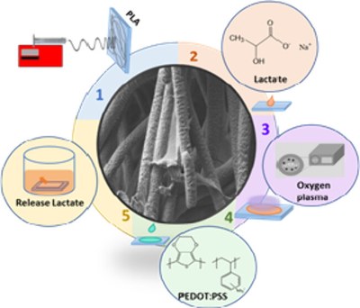 Engineering Poly(lactic Acid)-Based Scaffolds for Abundant, Sustained, and Prolonged Lactate Release.jpeg