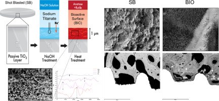 Enhanced osteoconductivity on electrically charged titanium implants treated by physicochemical surface modifications methods
