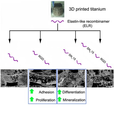 Functionalization of 3D-Printed Titanium Scaffolds with Elastin-like Recombinamers to Improve Cell Colonization and Osteoinduction.jpg