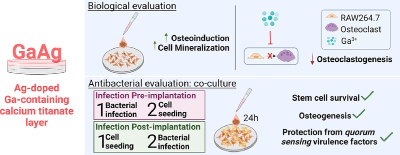 Gallium and silver-doped titanium surfaces provide enhanced osteogenesis, reduce bone resorption and prevent bacterial infection in co-culture.jpg