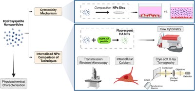 Hydroxyapatite nanoparticles-cell interaction- New approaches to disclose the fate of membrane-bound and internalised nanoparticles.jpg
