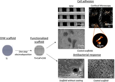 Multifunctional homogeneous calcium phosphate coatings: Toward antibacterial and cell adhesive titanium scaffolds