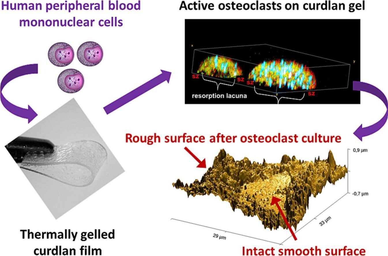 Osteoclast-mediated acidic hydrolysis of thermally gelled curdlan component of the bone scaffolds Is it possible.jpg