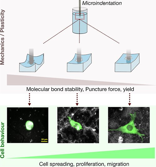 Plasticity of 3D Hydrogels Predicts Cell Biological Behavior.jpeg