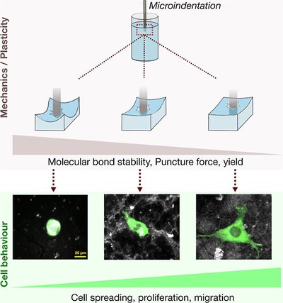 Plasticity of 3D Hydrogels Predicts Cell Biological Behavior.jpeg